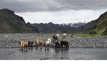 Riding with the Herd in Iceland 